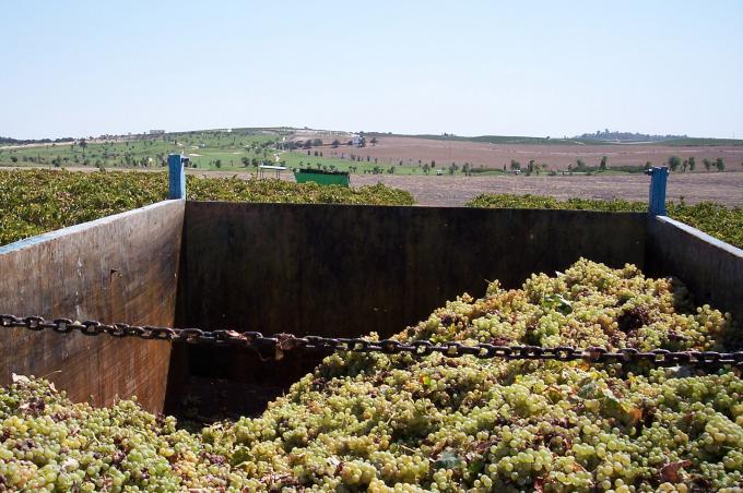 image Uvas en el remolque