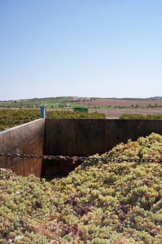 image Uvas en el remolque