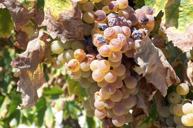 image Uvas en la planta