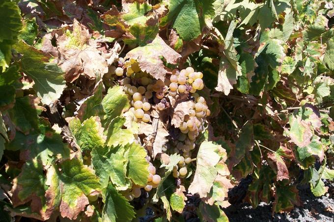 image Uvas en la planta