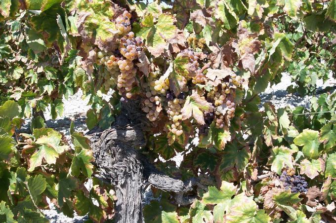 image Uvas en la planta