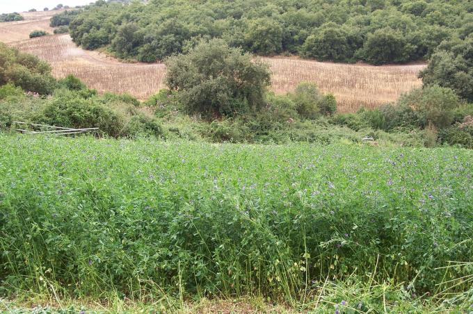 image Campo de alfalfa