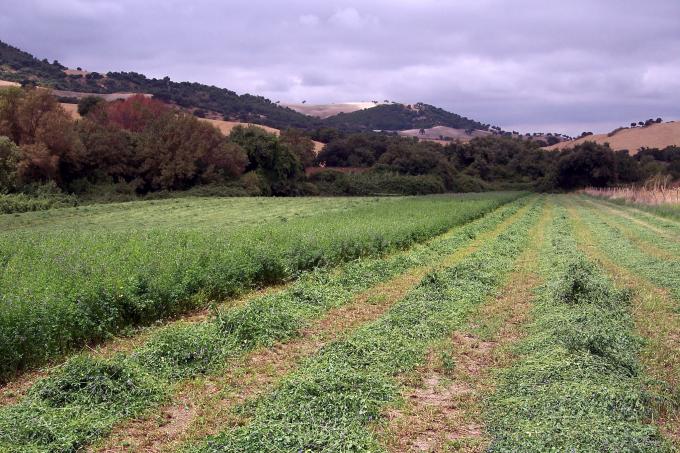 image Campo de alfalfa