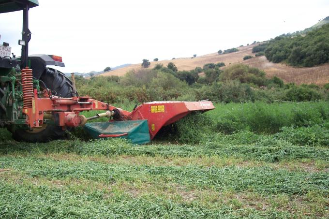 image Detalle de la siega en un campo de alfalfa