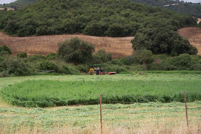 image Siega en un campo de alfalfa