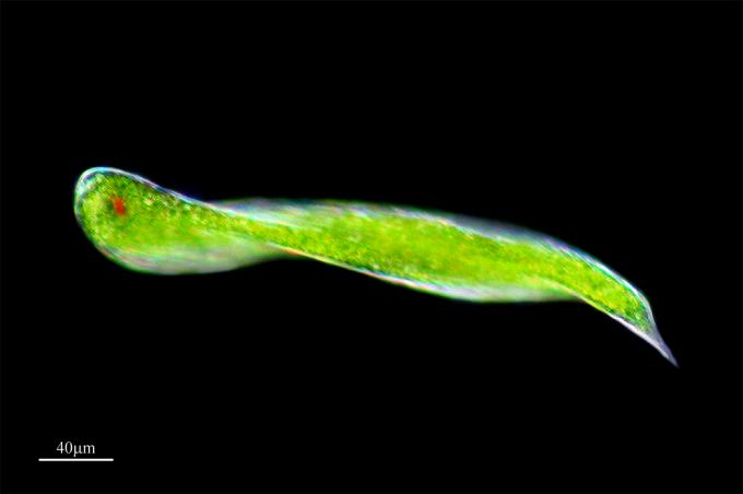 image Euglénido (Euglena oxyuris), Parque Nacional de Doñana, Huelva