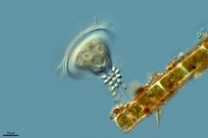 image Ciliado (Vorticella similis) y coanoflagelado (Salpingoeca sp.), Laguna Mediana, Zamora