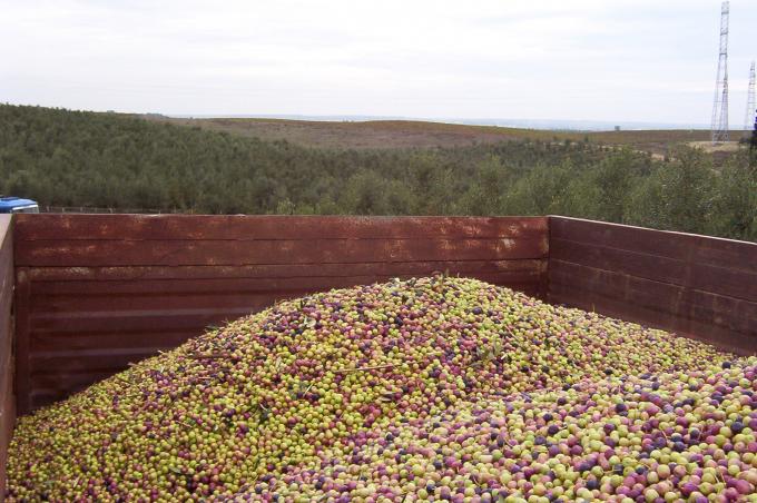 image Aceitunas recién recogidas