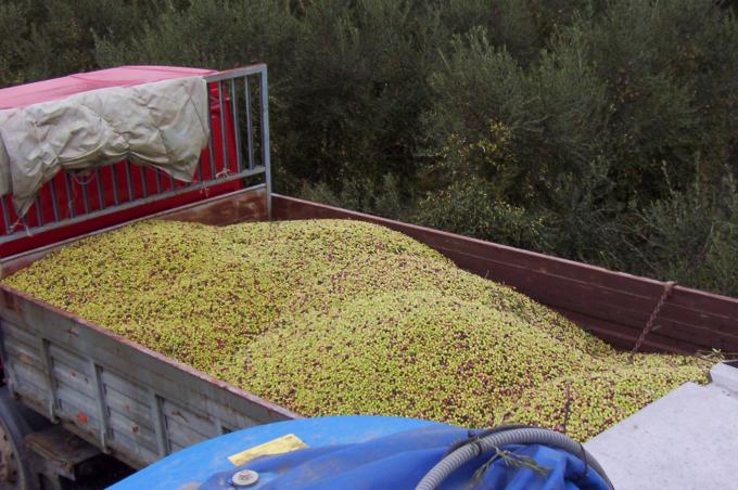 image Aceitunas recién recogidas