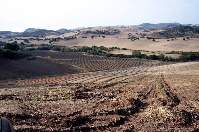 image Campo de olivos recién plantados