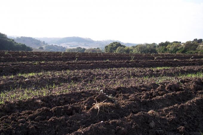 image Campo de olivos recién plantados
