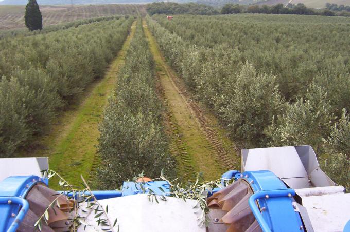 image Cosechadora recolectando aceitunas