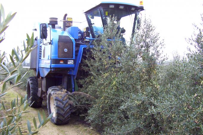 image Cosechadora recolectando aceitunas
