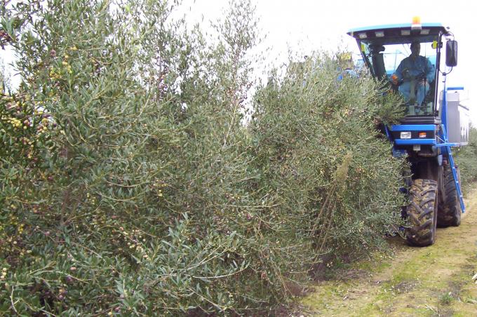 image Cosechadora recolectando aceitunas
