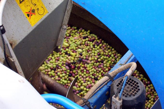 image Tolva de una cosechadora de aceitunas