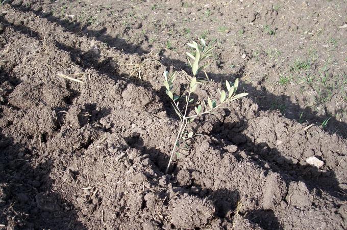 image Plantón de olivo