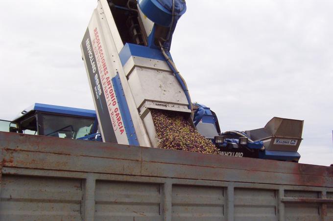 image Volcado de aceitunas en un camión