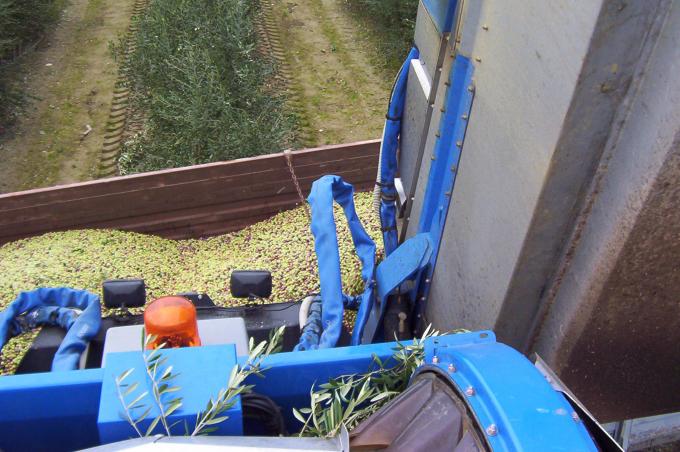 image Volcado de aceitunas en un camión