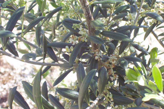 image aceitunas en el olivo