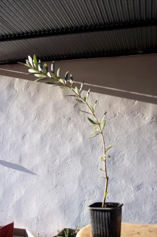 image Maceta de olivo