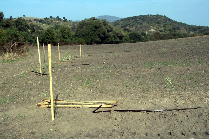 image Postes y olivos recién sembrados