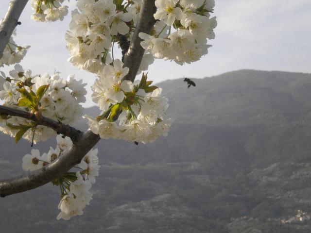 image Cerezo en flor (Valle del Jerte, Cáceres, Extremadura)