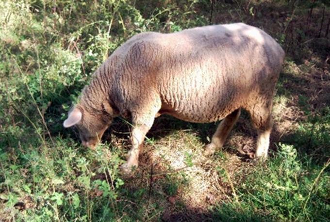 image Oveja preñada pastando (Fuenteheridos, Huelva)