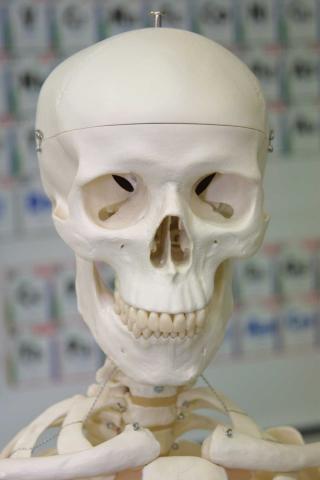 image Esqueleto