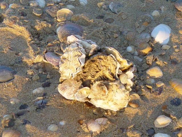 image Ostión en una playa de Huelva