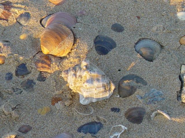 image Thais haemastoma en una playa de Huelva