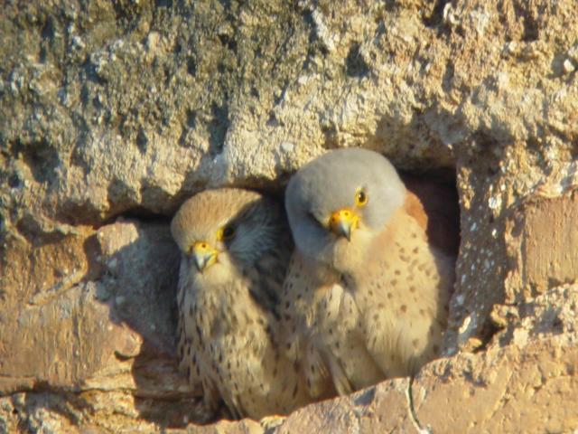 image Pareja de Cernícalos primlla en la muralla del Alcázar de los Guzmán, Niebla, Huelva