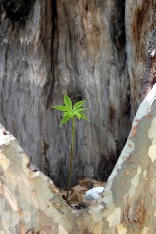 image Castaño de Indias - Planta jóven sobre plátano (Aesculus hippocastanum)