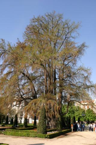 image Ahuehuete o Ciprés calvo - Porte (Taxodium mucronatum)