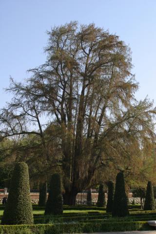 image Ahuehuete o Ciprés calvo - Porte (Taxodium mucronatum)