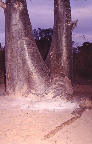 image Ritos mágicos, ofrenda de harina en baobab, Nacala, Mozambique
