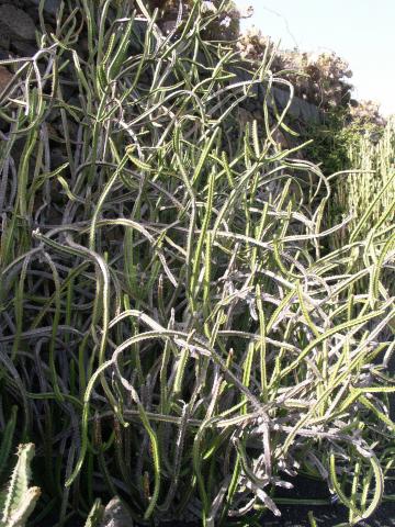 image Euphorbia heterochroma