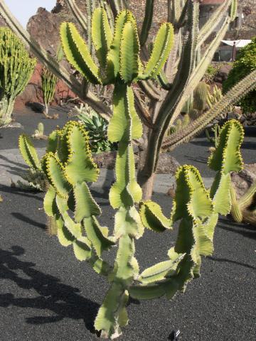 image Euphorbia avasmontana