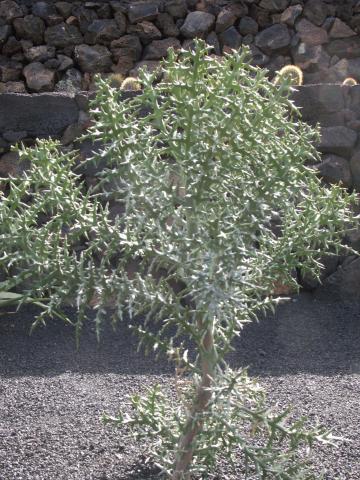 image Euphorbia stenoclada