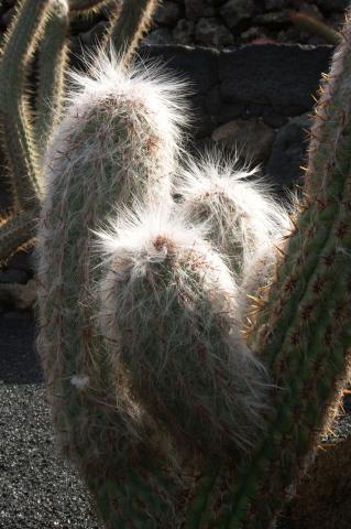 image Oreocerus fossulatus