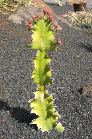 image Euphorbia sp