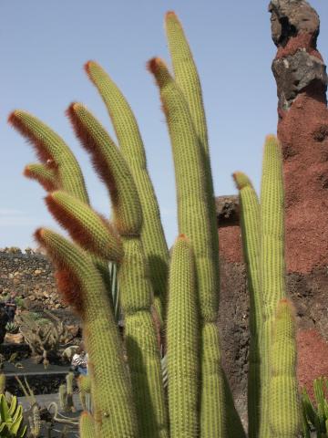 image Espostoa - vatricania guentherii