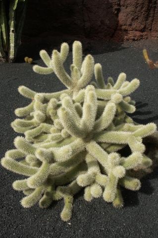 image Opuntia biguelovii