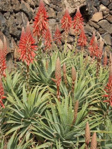 image Aloe arborescens