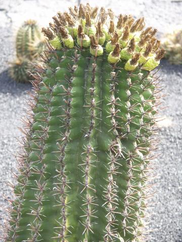 image Ferocactus herrerae