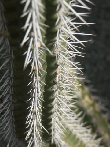 image Polaskia chichipe