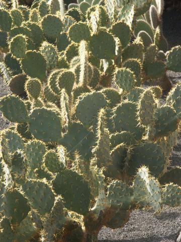 image Opuntia undulata