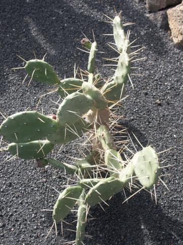 image Opuntia quimilo