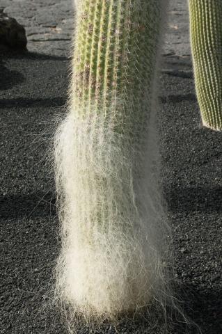 image Cefalocereus senilis