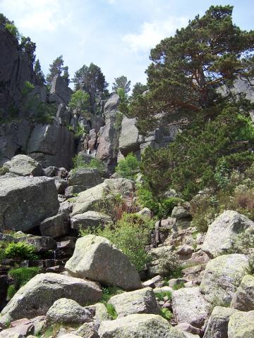 image Bosque en las inmediaciones de la Laguna Negra, Soria
