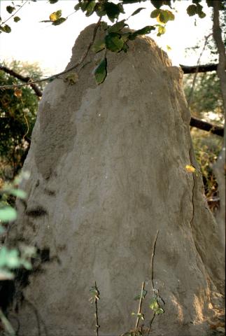 image Termitero, Botswana